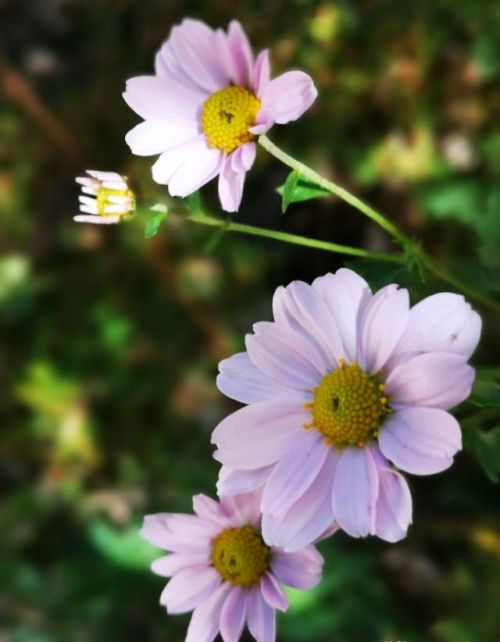 山菊花简介(山菊花的花语是什么)