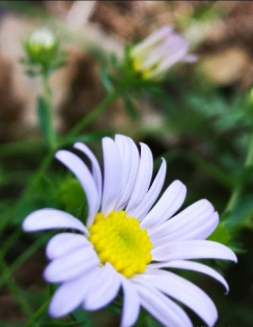 山菊花简介(山菊花的花语是什么)