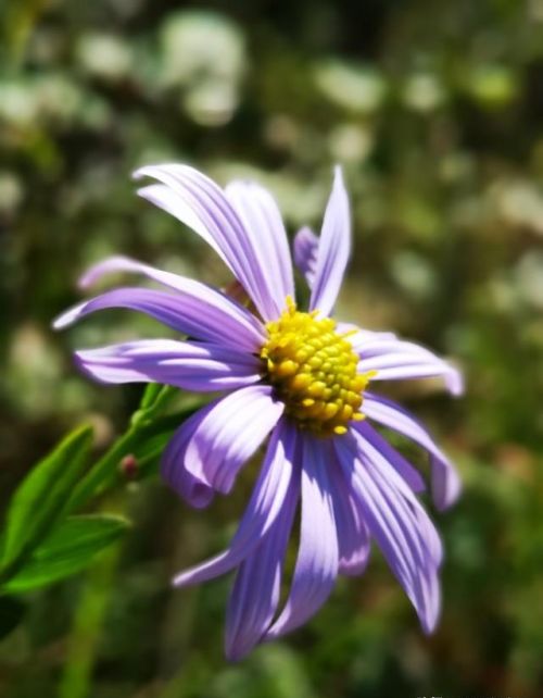 山菊花简介(山菊花的花语是什么)