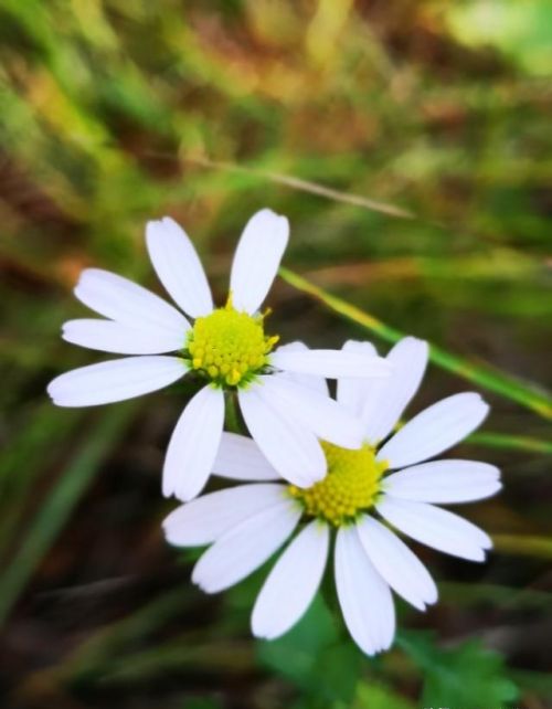 山菊花简介(山菊花的花语是什么)