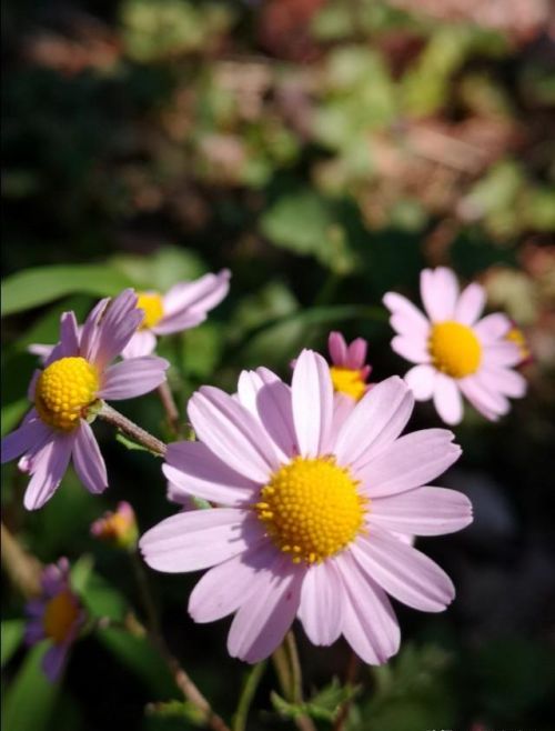 山菊花简介(山菊花的花语是什么)