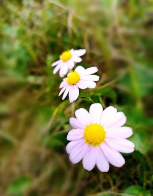 山菊花简介(山菊花的花语是什么)