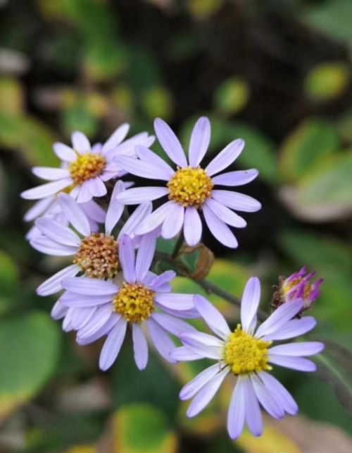 山菊花简介(山菊花的花语是什么)