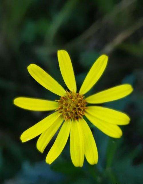 山菊花简介(山菊花的花语是什么)