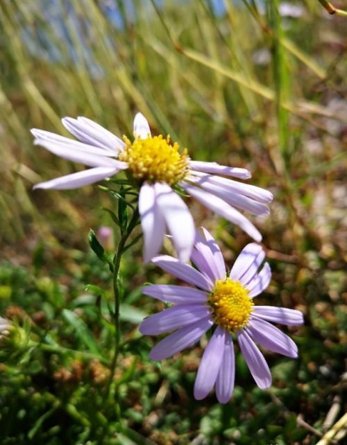 山菊花简介(山菊花的花语是什么)