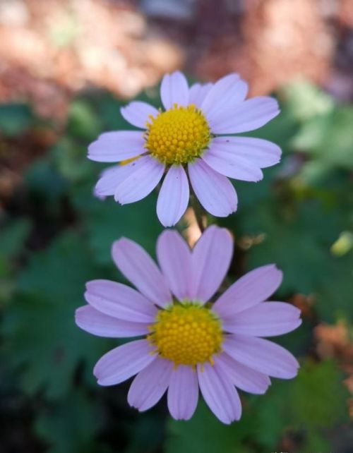 山菊花简介(山菊花的花语是什么)