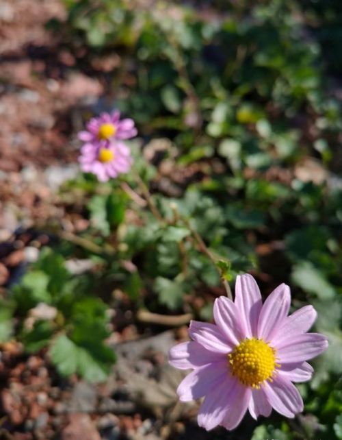 山菊花简介(山菊花的花语是什么)