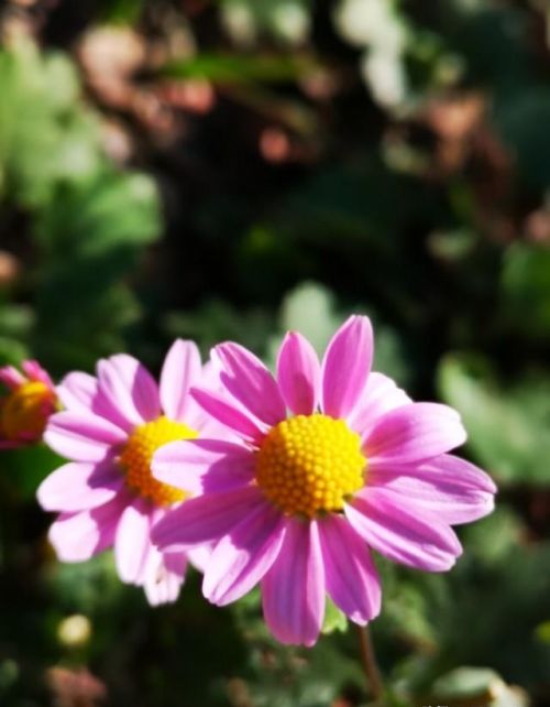 山菊花简介(山菊花的花语是什么)