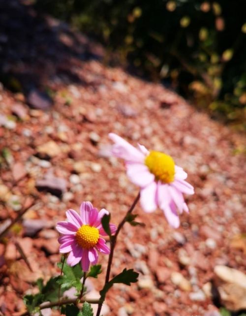 山菊花简介(山菊花的花语是什么)