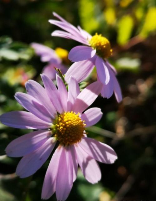 山菊花简介(山菊花的花语是什么)