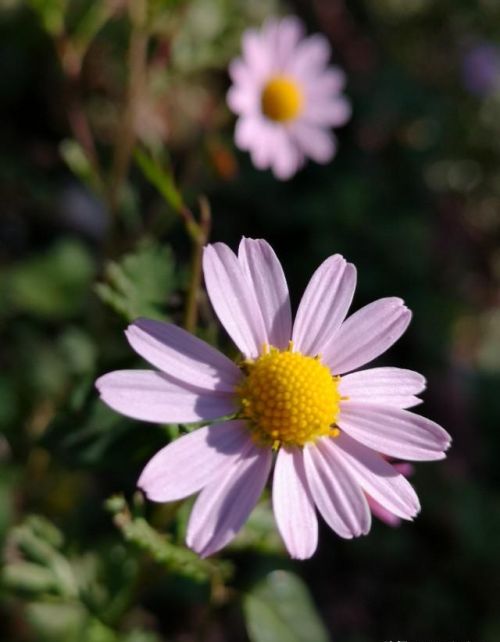 山菊花简介(山菊花的花语是什么)