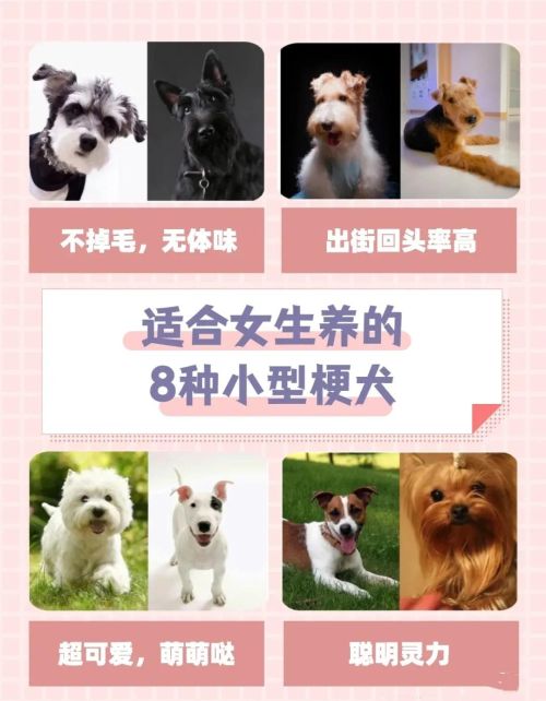 适合女生养的8种小型犬有哪些(适合女生养的8种小型犬排名)
