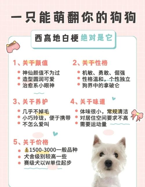 适合女生养的8种小型犬有哪些(适合女生养的8种小型犬排名)