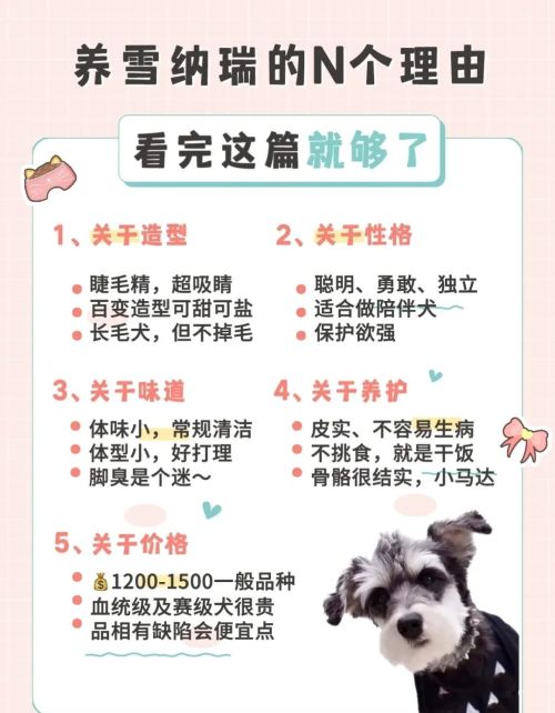 适合女生养的8种小型犬有哪些(适合女生养的8种小型犬排名)