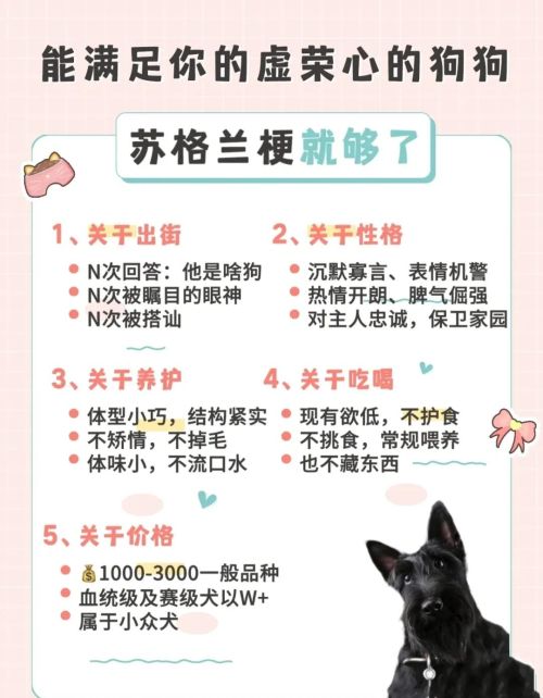 适合女生养的8种小型犬有哪些(适合女生养的8种小型犬排名)