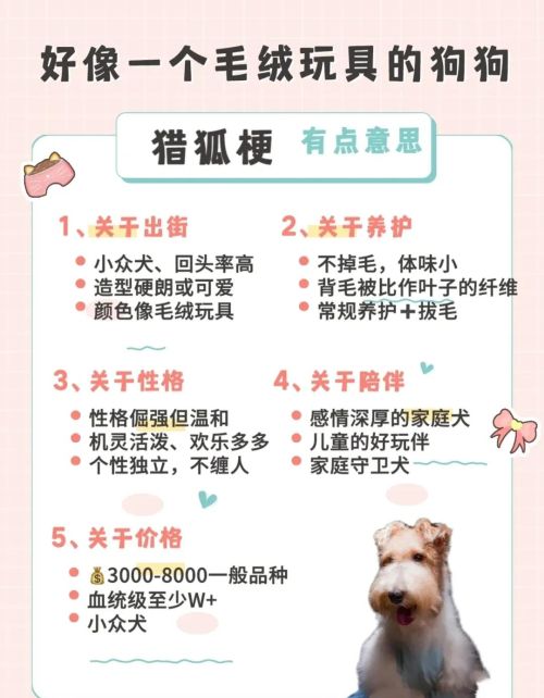 适合女生养的8种小型犬有哪些(适合女生养的8种小型犬排名)