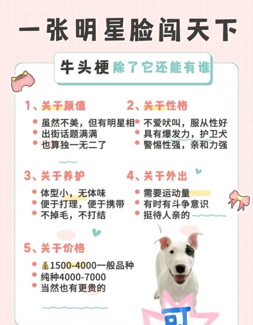 适合女生养的8种小型犬有哪些(适合女生养的8种小型犬排名)