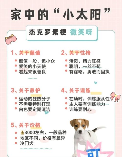 适合女生养的8种小型犬有哪些(适合女生养的8种小型犬排名)