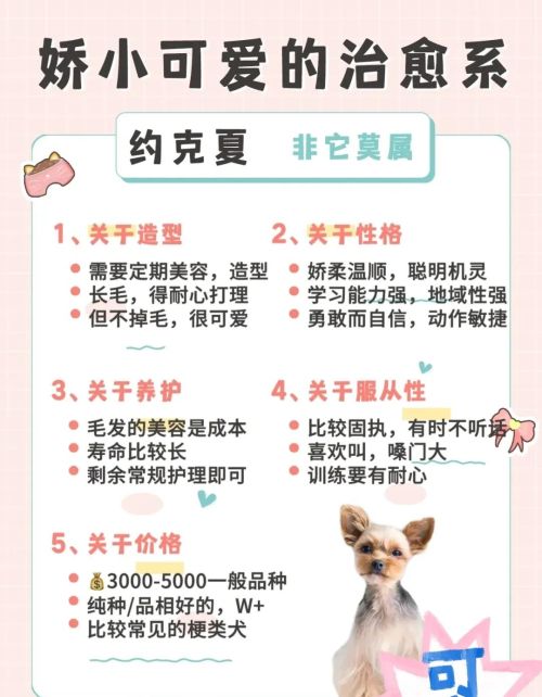 适合女生养的8种小型犬有哪些(适合女生养的8种小型犬排名)