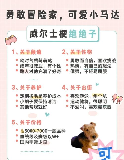 适合女生养的8种小型犬有哪些(适合女生养的8种小型犬排名)