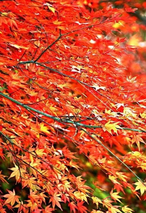 冬天的秋叶像太阳,红红火火的像什么(冬天的秋叶像太阳,红红火火的句子)