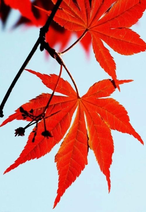 冬天的秋叶像太阳,红红火火的像什么(冬天的秋叶像太阳,红红火火的句子)