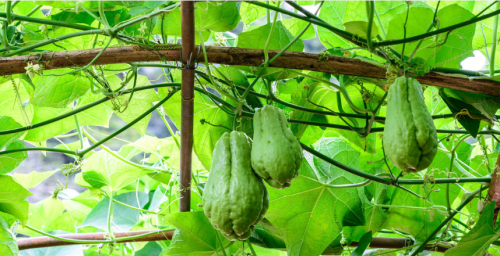 佛手瓜吃法多样,种植一棵够吃几年呢(佛手瓜的管理和种植:方法)