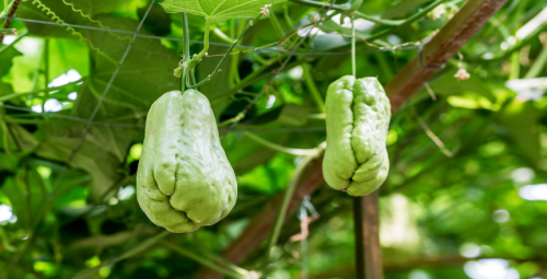 佛手瓜吃法多样,种植一棵够吃几年呢(佛手瓜的管理和种植:方法)