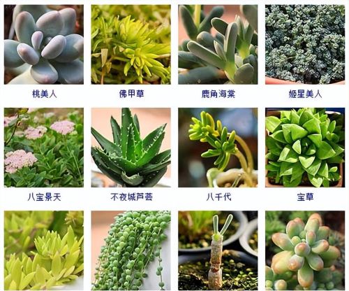 100种常见多肉植物图鉴(收藏)(常见的144种多肉植物品种名称及图鉴)