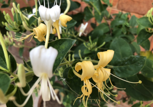 金银花泡茶真的可以去火吗(金银花去干火吗)