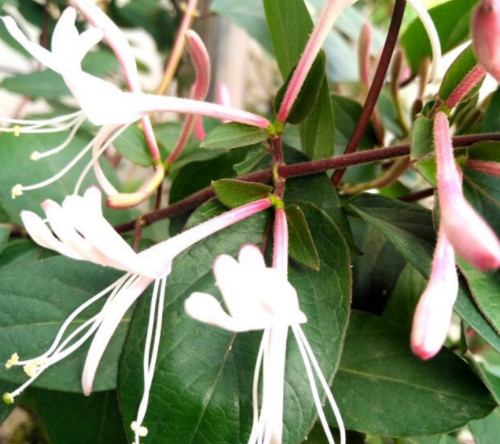 金银花泡茶真的可以去火吗(金银花去干火吗)