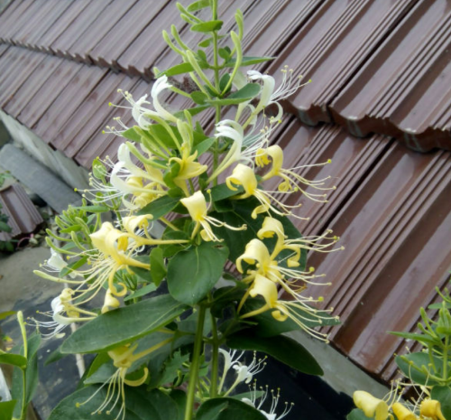 金银花泡茶真的可以去火吗(金银花去干火吗)