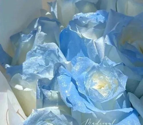 碎冰蓝玫瑰是真的吗(碎冰蓝玫瑰是什么意思)