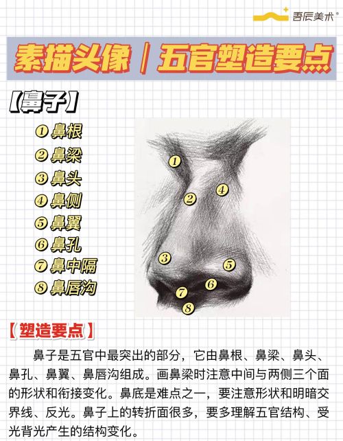 五官结构图?(五官 结构)