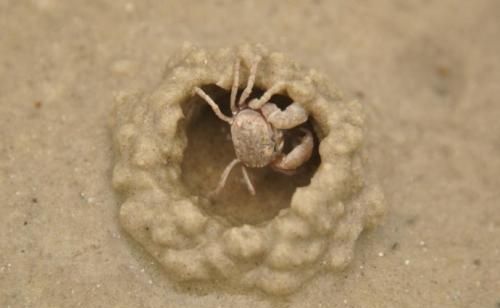 海绵宝宝里的动物(海绵宝宝的宠物是什么动物)