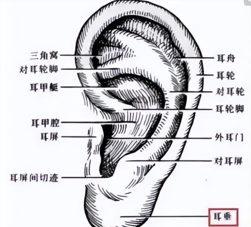 这个部位，拉得越多，肾就越好，男女都适合