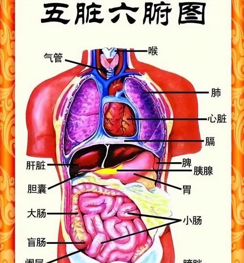 这张人体图火了，不看是你损失，建议收藏起来慢慢看