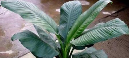 绿霸王植物图片(绿霸王植物)