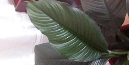 绿霸王植物图片(绿霸王植物)