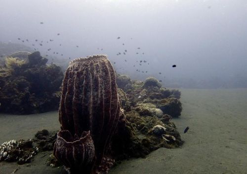 海底里的海绵,不会动,极长寿,但它们是动物(海底里的海绵长什么样)