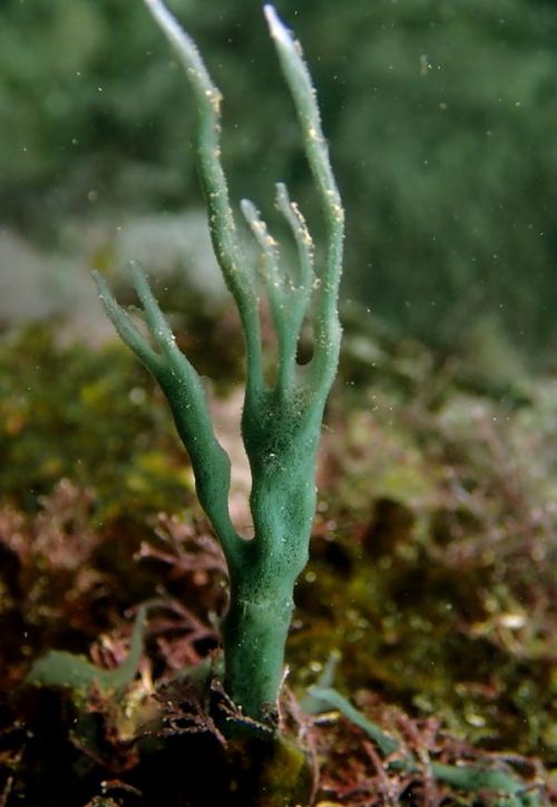 海底里的海绵,不会动,极长寿,但它们是动物(海底里的海绵长什么样)