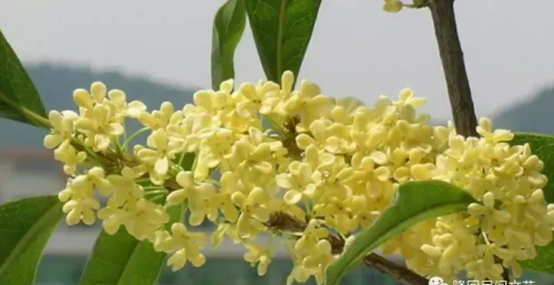 又见桂花香,下句怎么说(又见桂花飘香时)