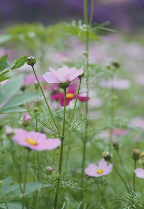 春天的花朵图片大全(春天的花朵简笔画)