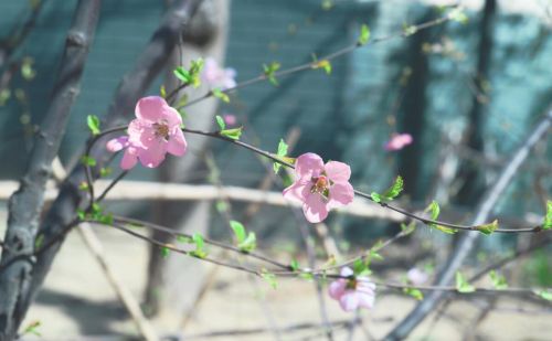 春天的花朵图片大全(春天的花朵简笔画)