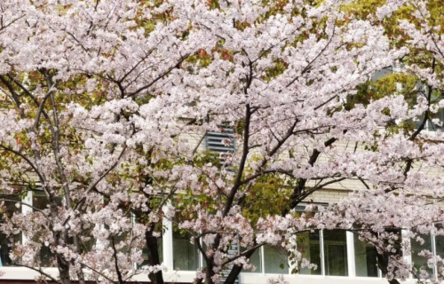 春天开花的树,有哪些品种图片(春天开花的树,有哪些品种呢)