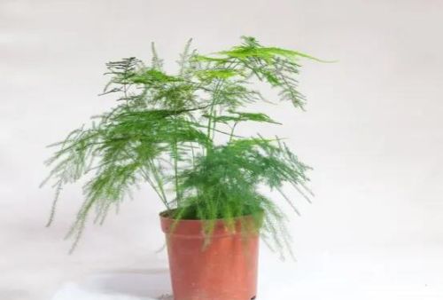 十种适合室内养的植物(适合室内养护的花卉)