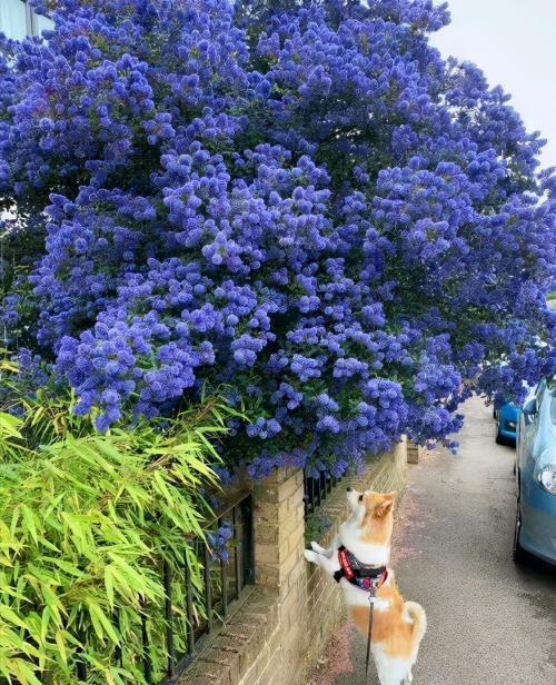 昂贵的花(昂贵的花的品种)