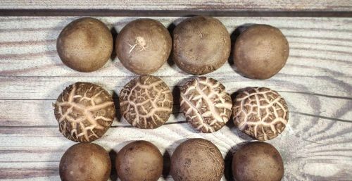 花菇冬菇香菇的区别(花菇与冬菇的区别 花菇和香菇哪个好)