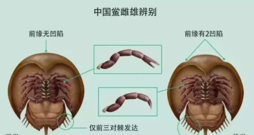 学上半部分下面一个鱼(鱼上半部分怎么读)