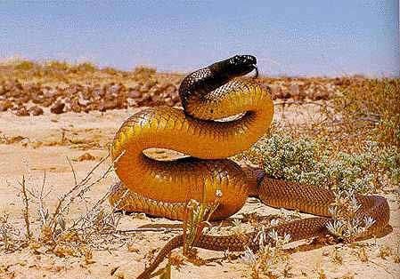 世界最毒的毒蛇，一克毒液比黄金还贵！